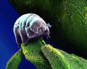 地球生物生命力排行榜 水熊蟲并非第一