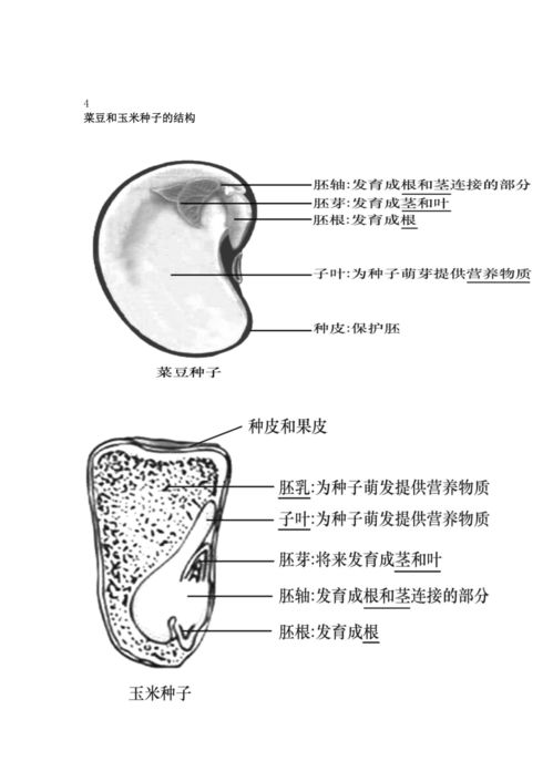 2023年中考生物復(fù)習(xí)專(zhuān)題 初中生物識(shí)圖題常用結(jié)構(gòu)示意圖