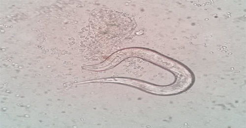 沉睡四萬(wàn)年的古老生物蘇醒 醫(yī)藥技術(shù)開(kāi)發(fā)的機(jī)遇與挑戰(zhàn)