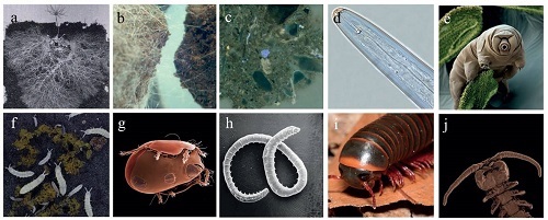 土壤生物體型差異如何驅(qū)動地下群落的構(gòu)建與功能